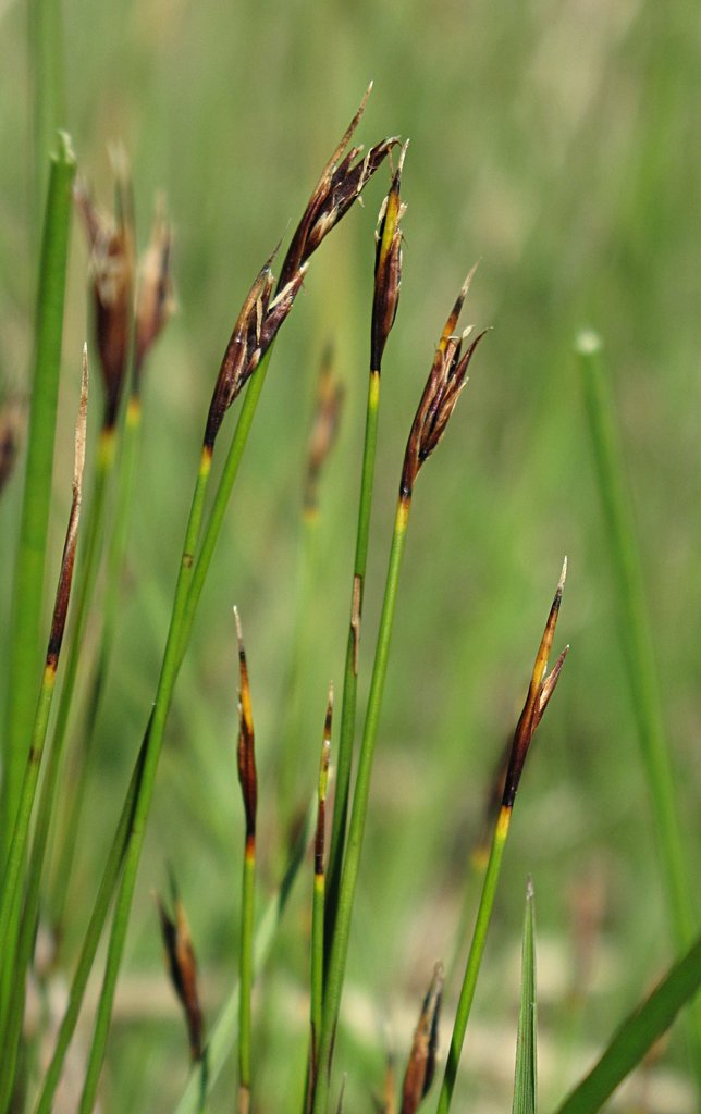 Schoenus ferrugineus